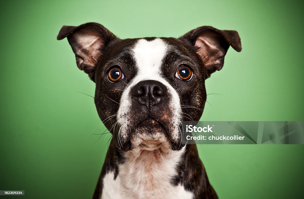 Бостон-терьер на зеленый - Стоковые фото Собака роялти-фри