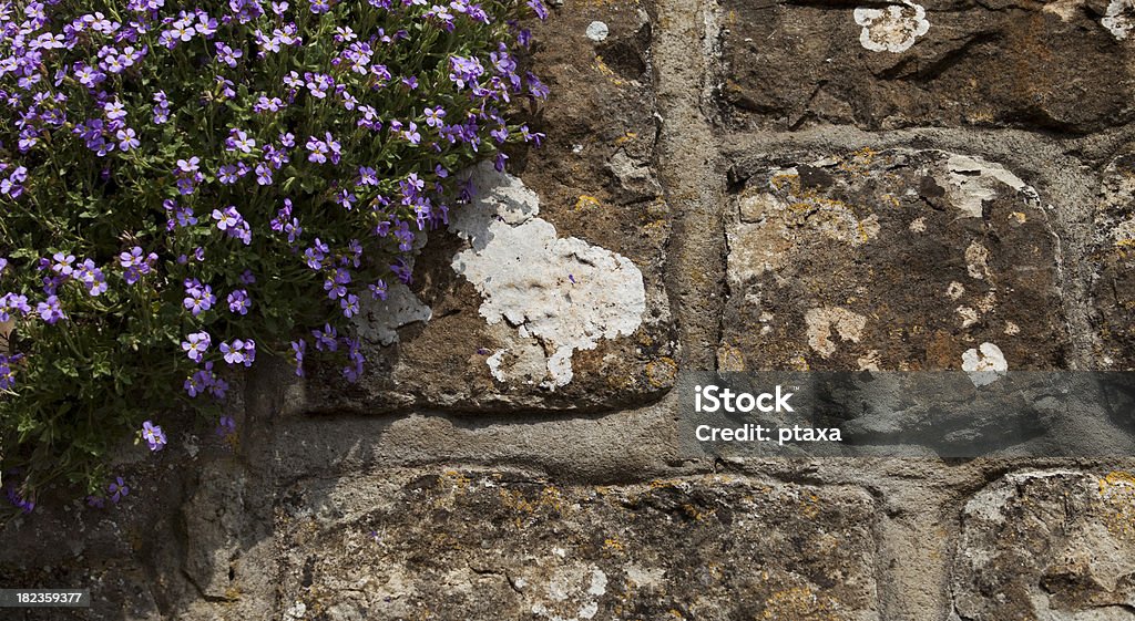 Wand und Blumen - Lizenzfrei Alt Stock-Foto
