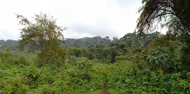 istock The rainforest on slope of Virunga - Rwanda 182359429