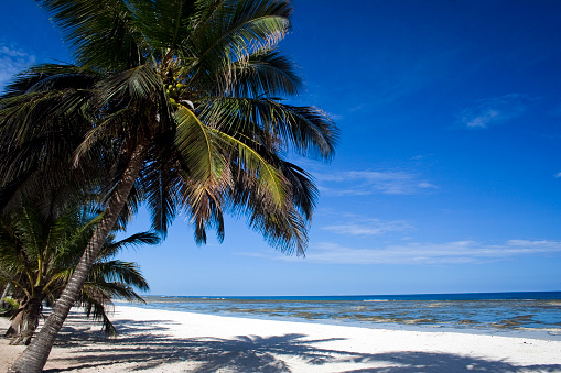 Empty palm fringed white sand beach near Mombasa, Kenya