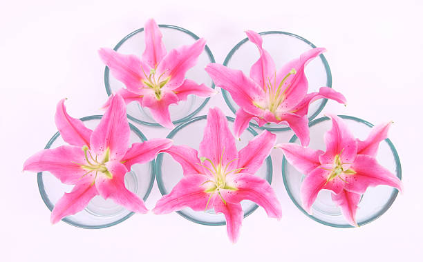 bols de lillies - lily pink stargazer lily flower photos et images de collection