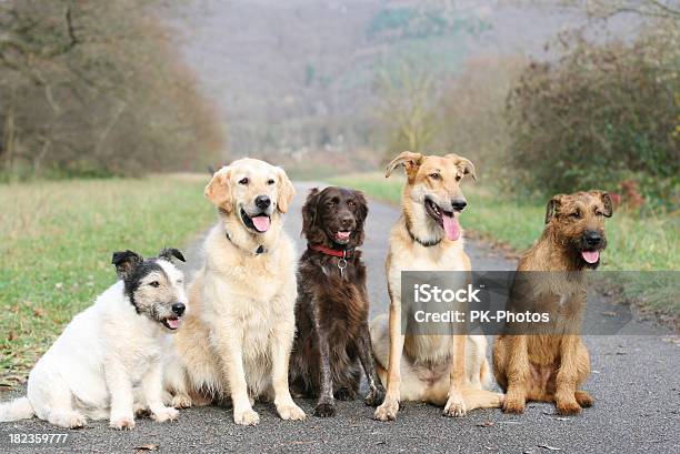 Escuela De Perro Foto de stock y más banco de imágenes de Perro - Perro, Aire libre, Amistad