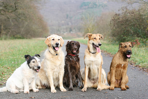 istock Five dogs sitting on a walking path in a park for dog school 182359777