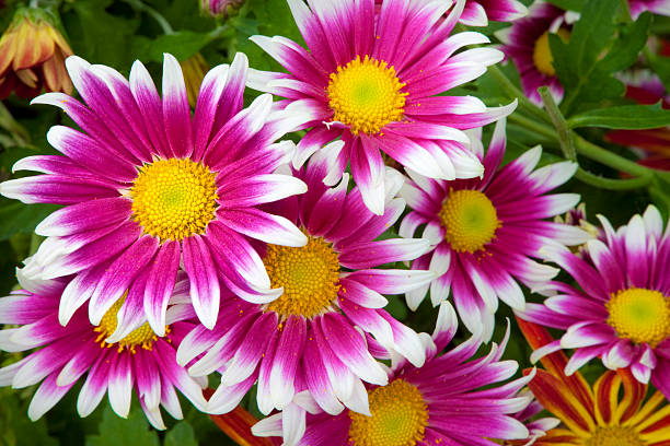 chrysanthemums with dark pink and white petals stock photo