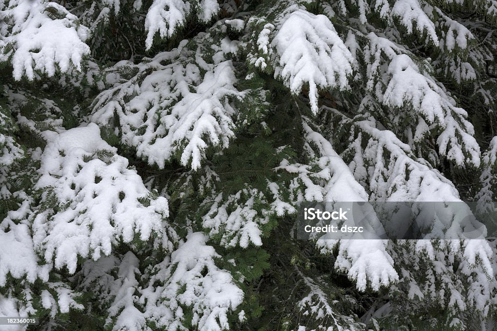 Rami di pino ricoperto di neve - Foto stock royalty-free di Abete