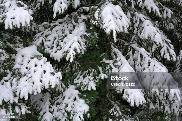 Rami Di Pino Ricoperto Di Neve - Fotografie stock e altre immagini di Abete - Abete, Albero, Albero sempreverde