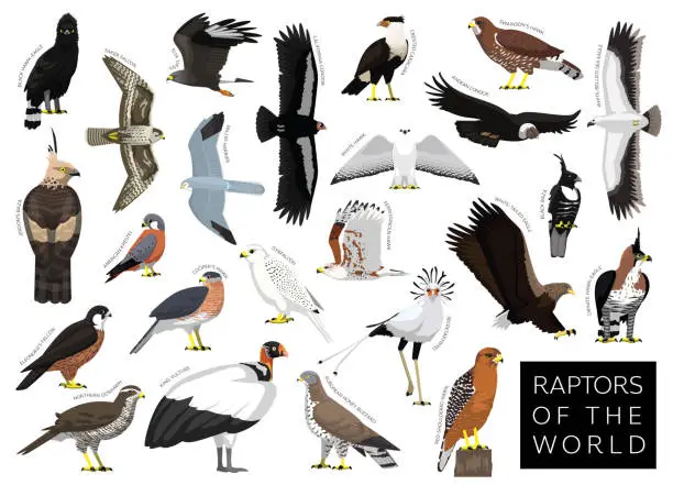 Vector illustration of Birds Raptors of the World Hawk Eagle Vulture Buzzard Harrier Falcon Set Cartoon Vector Character