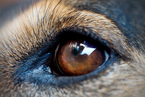 Close up shot of a dog's eye