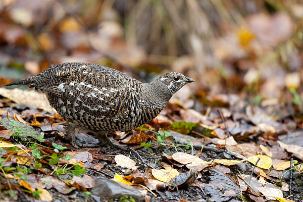 spruce perdiz, feminino - grouse spruce tree bird camouflage - fotografias e filmes do acervo