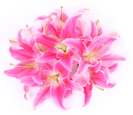 Pink lilies on white background