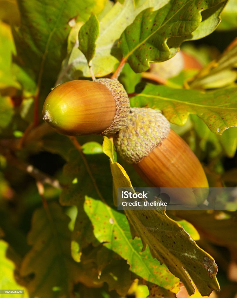 Close-up of 두 acorns - 로열티 프리 0명 스톡 사진