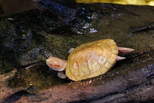 Rare and exotic Albino red eared slider turtle