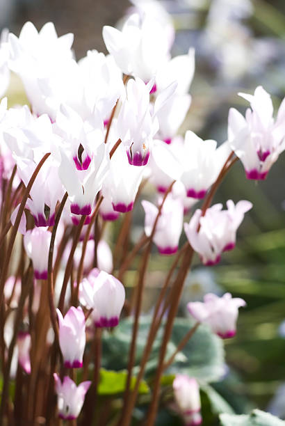 istock Cyclamen persiucum - IV 182360475