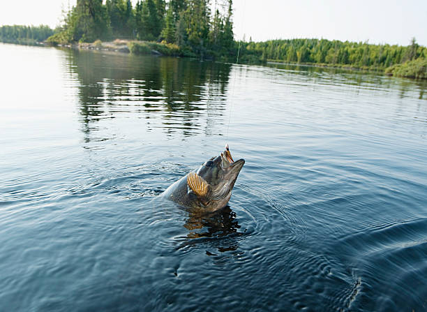 Smallmouth Bass hooked on a jig, Minnesota. stock photo