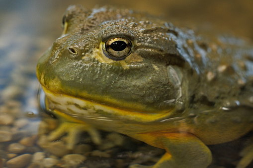 A carnivorous frog native to the tropical swamps, scrublands, and savannas of Central and South Africa. It is also known as the pixie frog, giant bullfrog, or South African burrowing frog.