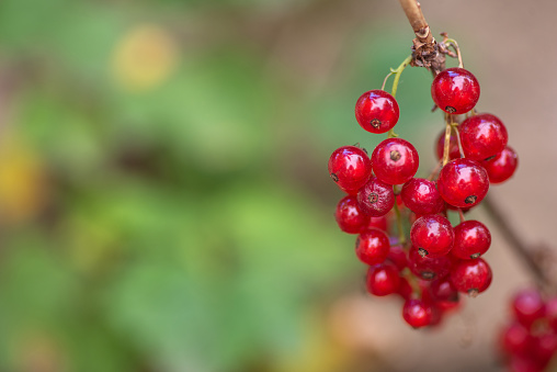 Indulge in the close up allure of plump red currants adorning a twig, their vibrant hue accentuated against a dreamy, blurred green background. This intimate view captures the essence of nature's bountiful treasures