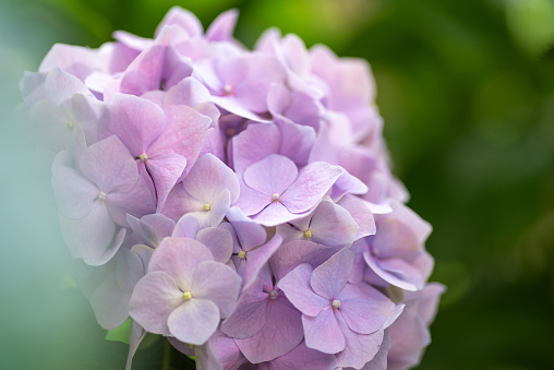 Mesmerizing full-frame composition captures the beauty of hydrangea flowers surrounded by lush green leaves in an outdoor setting. Immerse yourself in the delicate charm and vibrant colors of this harmonious floral display