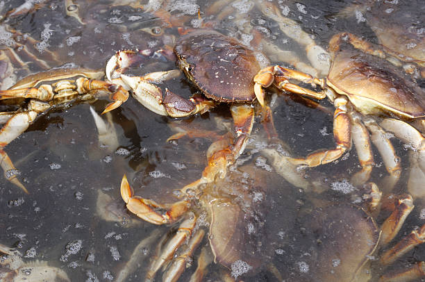 istock Live Dungeness Crabs in Shipping Container 182360720