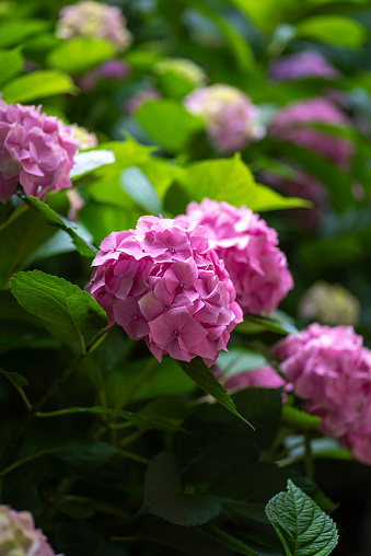 Mesmerizing full-frame composition captures the beauty of hydrangea flowers surrounded by lush green leaves in an outdoor setting. Immerse yourself in the delicate charm and vibrant colors of this harmonious floral display