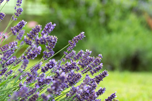 Immerse yourself in the soothing beauty of lavender flowers gracing a vibrant green environment. This serene scene captures the essence of nature's tranquility, where fragrant blooms harmonize with the lush surroundings
