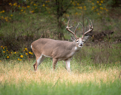 White-tailed Deer, a buck, in the autumn woods, during the rut season in Texas.