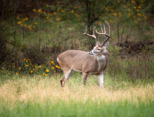 istock White-tailed deer, male buck, in the autumn 1823611214