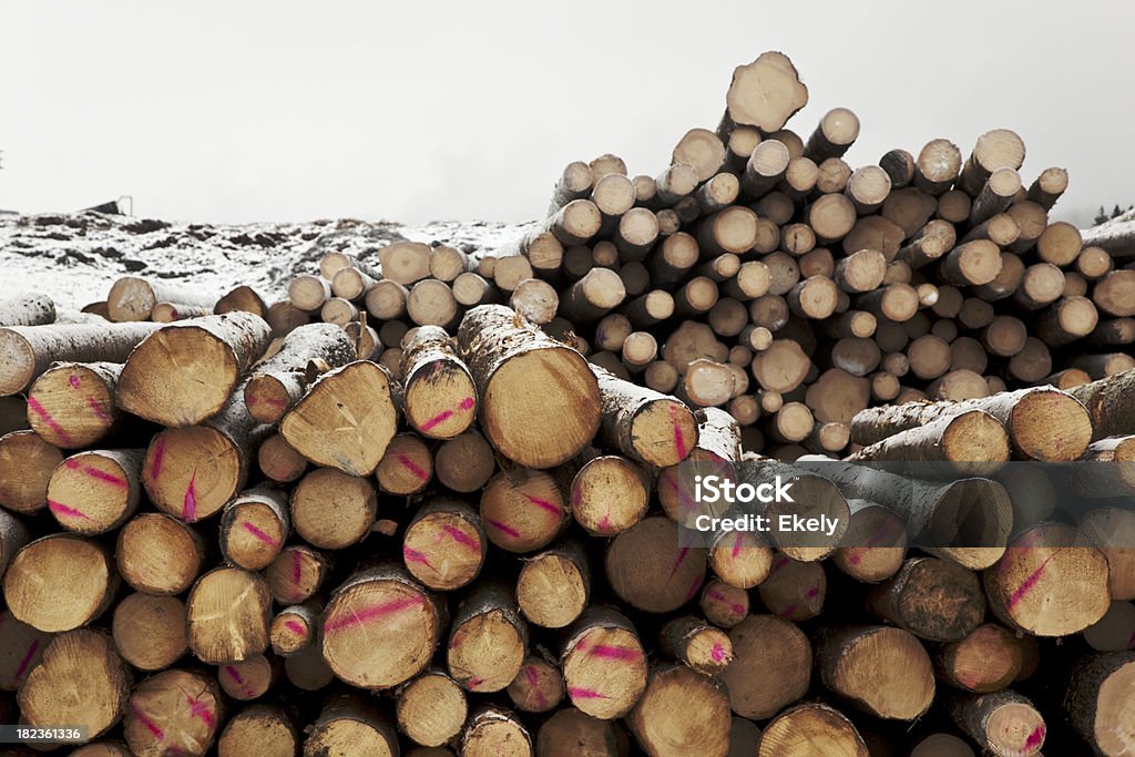 Pilha de madeira. - Foto de stock de Bosque - Floresta royalty-free