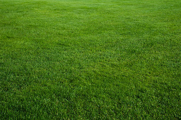green grass field - grass stockfoto's en -beelden