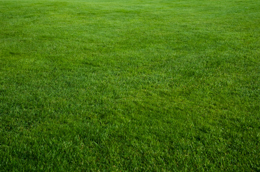 Just a beautifully cut field of summer grass! Perfect for a soft green spring or summer background!
