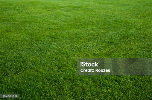 istock Green grass field 182361617