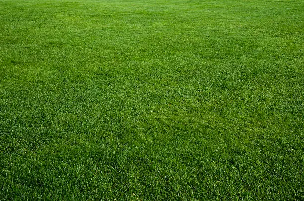 Just a beautifully cut field of summer grass! Perfect for a soft green spring or summer background!