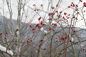Red rose hips in winter