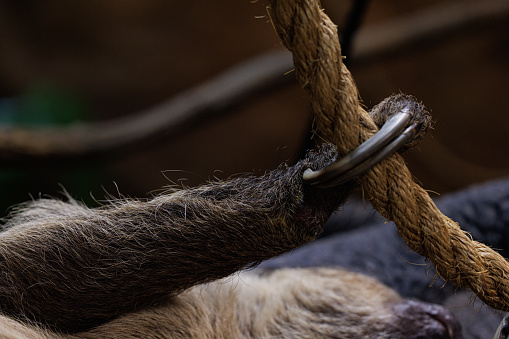 Two-toed sloths are mammals with coarse fur, long limbs, and large, curved claws. They live in the tropical rainforests of Central and South America, spending most of their time in the tree canopy.