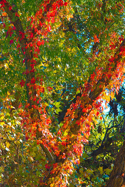 orange leaves of autumn on a climbing vine stock photo