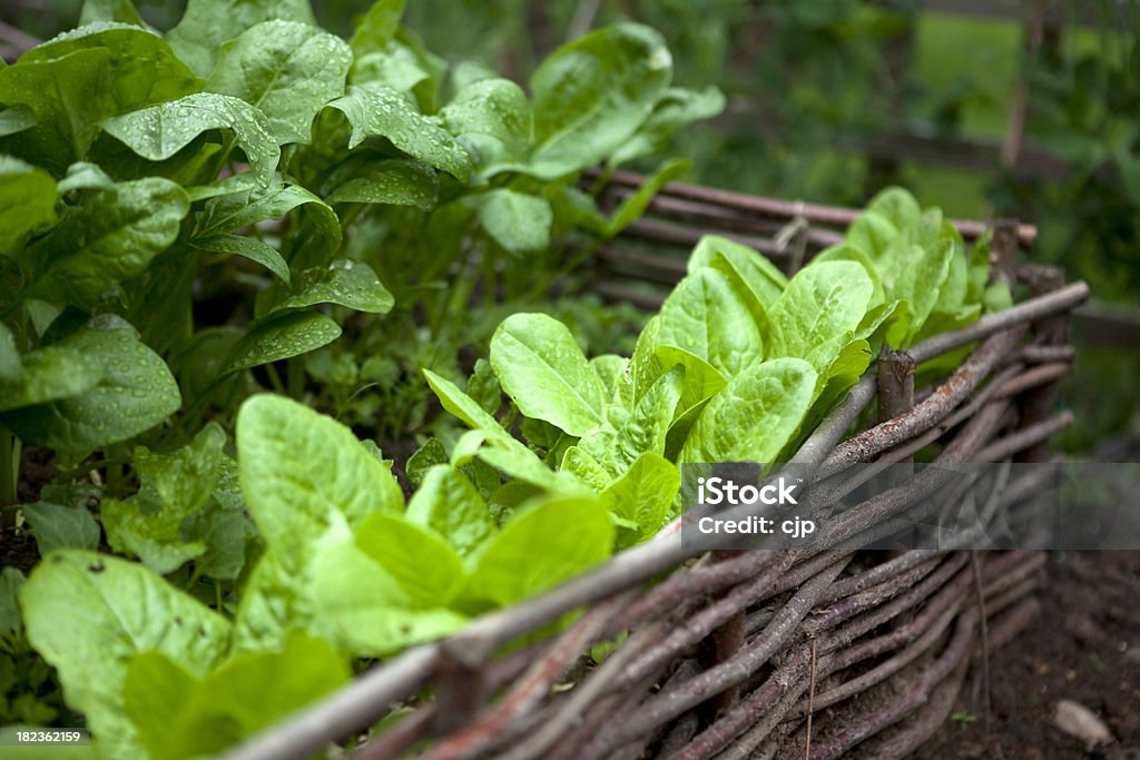 Foglie di insalata di verdure crescenti giardino - Foto stock royalty-free di Alimentazione sana