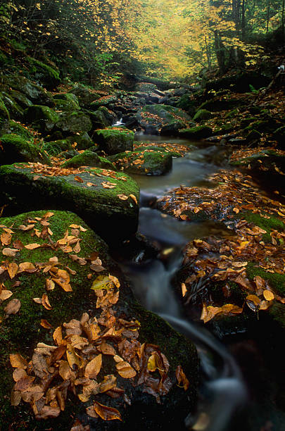 istock New England Autumn Stream 182362181