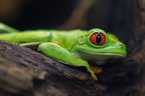 A close-up of this beautiful red-eyed tree frog.