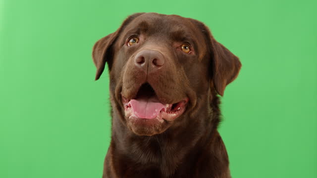 Labrador dog portrait. Brown retriever looking in camera close-up, obedient puppy posing on green background. Happy domestic animal concept, best friends, breathing with tongue out.