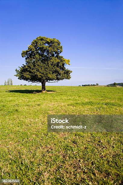 Lonely Tree - カラー画像のストックフォトや画像を多数ご用意 - カラー画像, ドイツ, 一つ