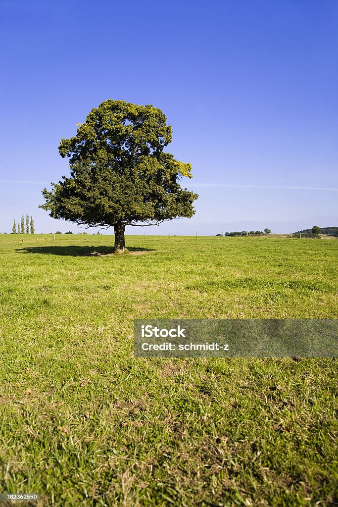 Lonely árvore - Foto de stock de Agricultura royalty-free