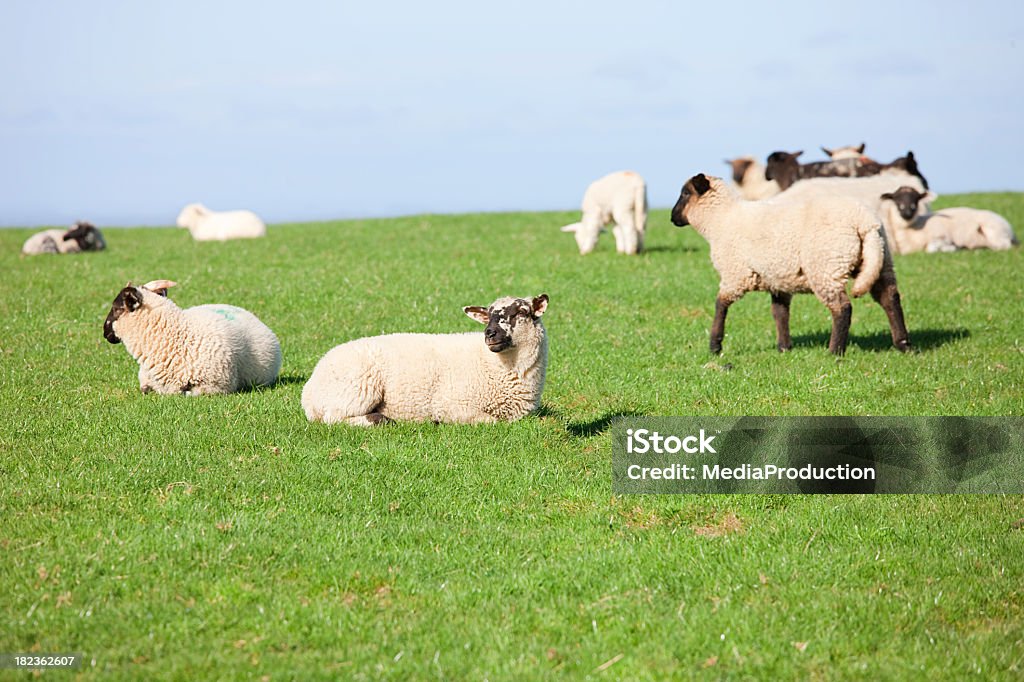 羊 - かすみのロイヤリティフリーストックフォト