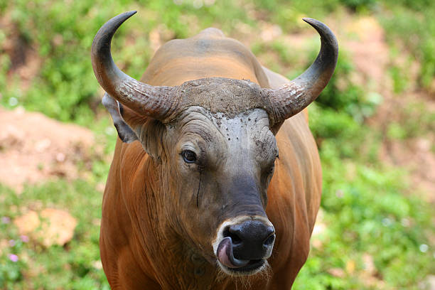 istock Red wild castle show tongue 182362844