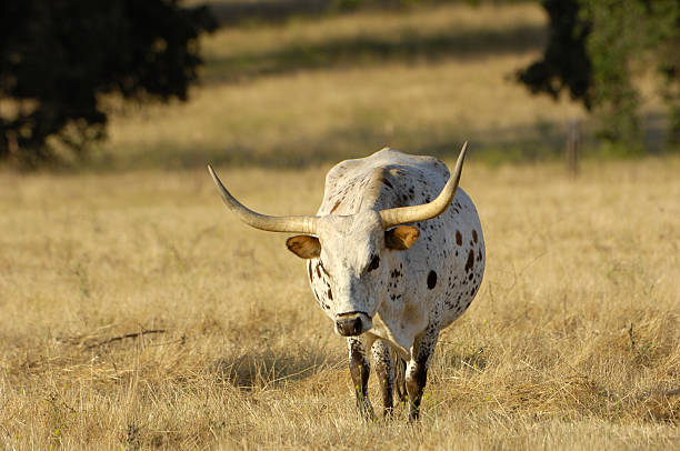 istock One Texas Longhorn Cow Grazing in Dry Grassland 182363055