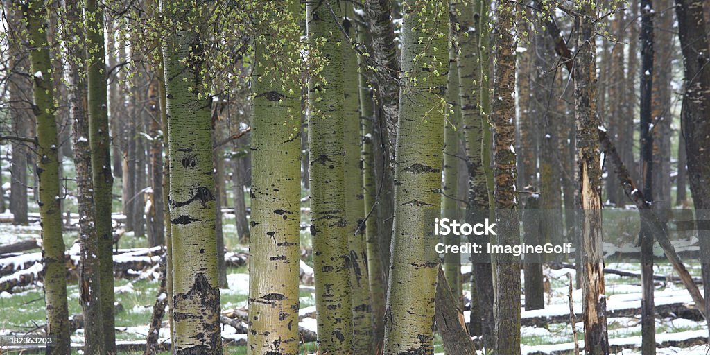 Poplars verde - Foto de stock de Ancho libre de derechos