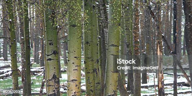 Poplars Verde Foto de stock y más banco de imágenes de Ancho - Ancho, Bosque, Claro - Bosque