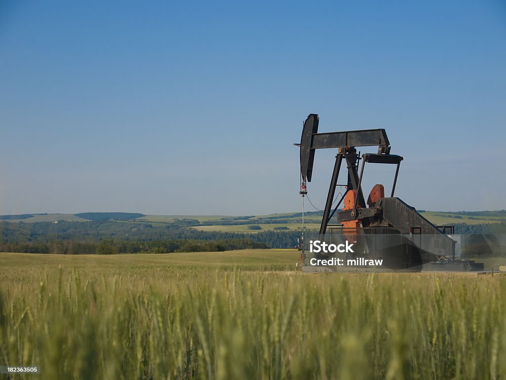 Oil Pump Pumpjack With Wheat in Foreground "Oil pump pumpjack pointing upward in background with a foreground field of wheat. Central, Alberta Canada." Agriculture Stock Photo