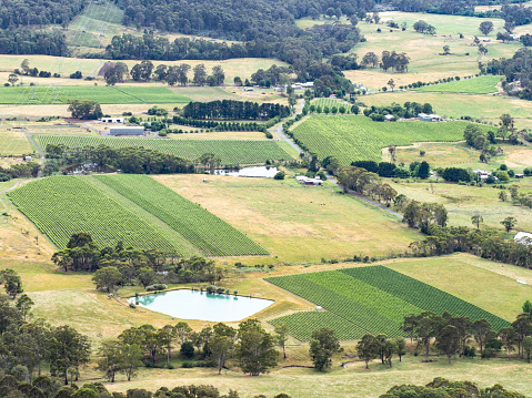 Idyllic vineyards in the King Valley, High Country Victoria