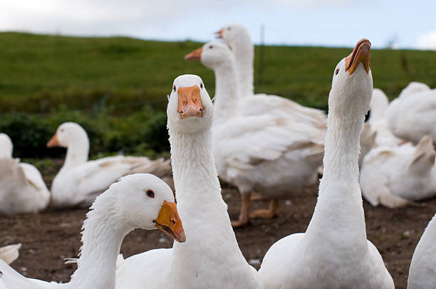 Curious white geese. stock photo