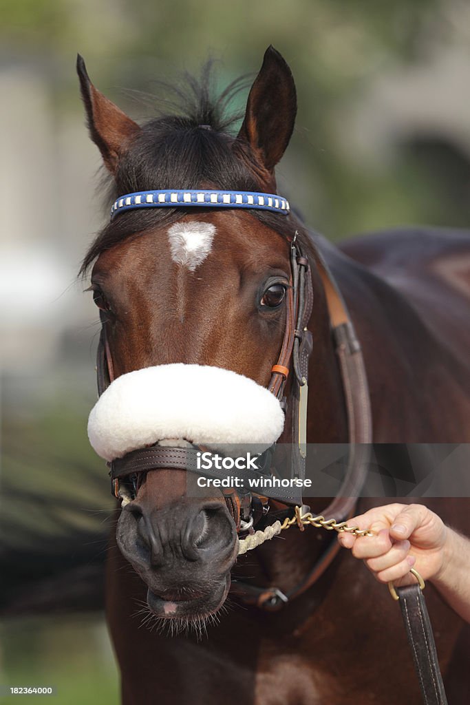 Cavalo - Foto de stock de Animal royalty-free