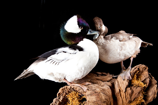 Pair of Bufflehead ducks standing on a piece of driftwood.  Male and female.  Similar images will be found in my PETS lightbox featured below.